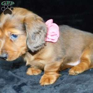 Jewel- mini, Dachshund Puppy